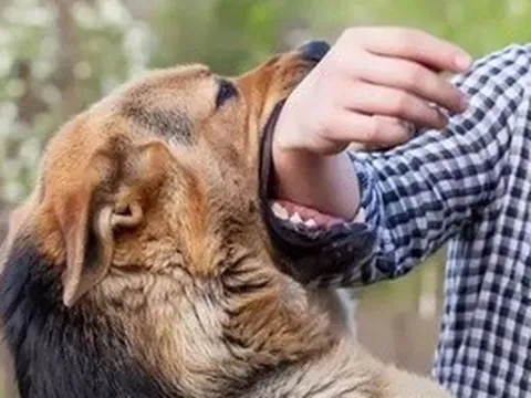 Chuyện khó tin: Cam kết "chết thì chịu", nhất quyết không tiêm vắc-xin phòng bệnh dại