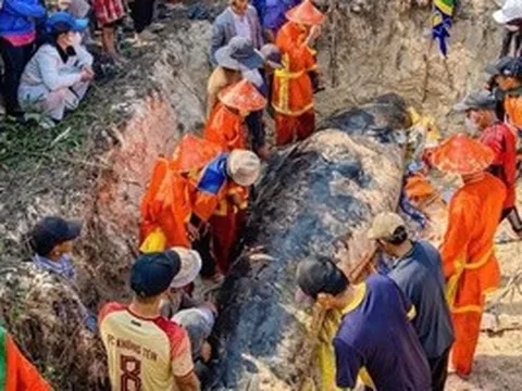 Cá heo lụy ở bờ biển Sông Cầu, trước đó người dân nhiều lần đẩy ra nhưng cá vẫn dạt vào
