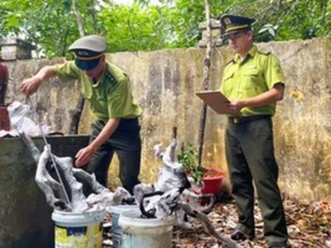 Kiểm lâm Thanh Hóa xử lý cây muội hồng thu giữ như thế nào?