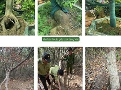 Vụ tịch thu 42 gốc mai ở Côn Đảo: Kiểm lâm trả lại 21 gốc cây