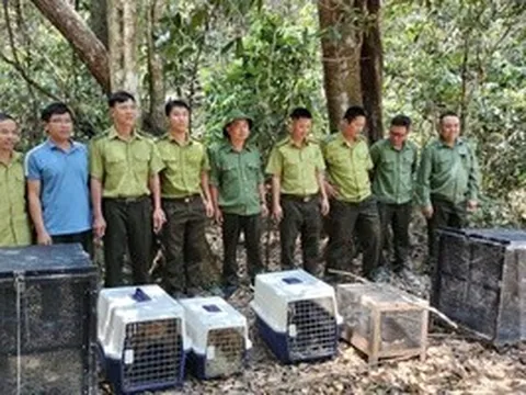 Thả rắn hổ mang chúa dài 3 mét, nặng 5kg về rừng