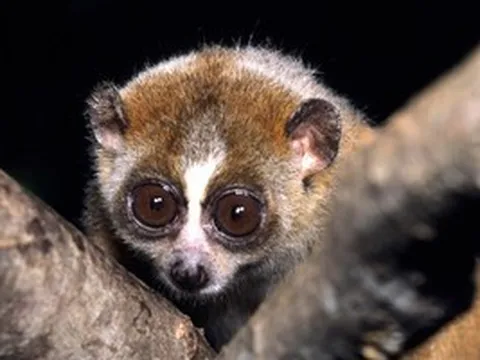 Con vật hay "mắc cỡ" bất ngờ đi lạc vào trạm y tế, là loài cực kỳ quý hiếm