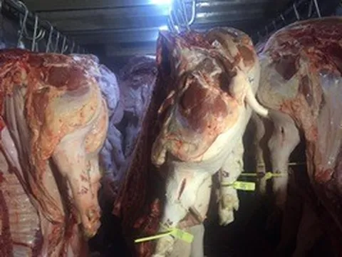 Giá heo hơi hôm nay, 23-4: Đồng loạt giảm tại chợ đầu mối