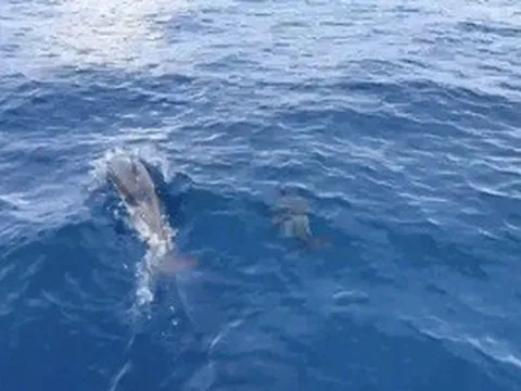 Đàn cá heo cả 100 con bất ngờ xuất hiện trên vùng biển Quy Nhơn