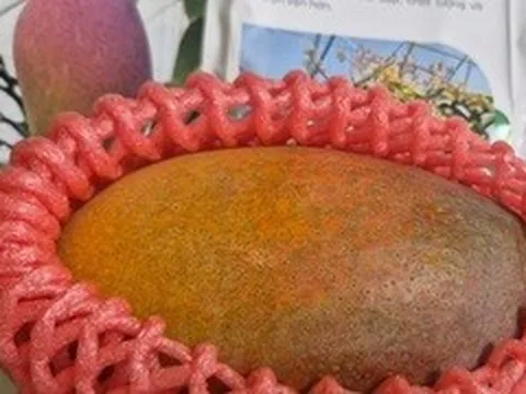 Giống xoài đắt nhất thế giới giá vài triệu đồng/quả được trồng tại TP.HCM