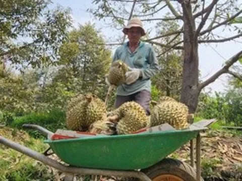 Giá sầu riêng ở ĐBSCL "chạm đáy"