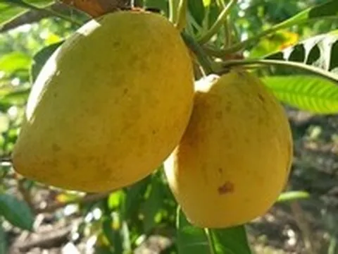 Từng rụng đầy gốc không ai hái, loại quả quê này sang trời Tây bỗng thành 'vàng ròng' giá 2 triệu/kg