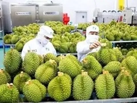 Sầu riêng 'tắc' kiểm nghiệm Cadimi, rớt giá: Đang làm việc với Trung Quốc