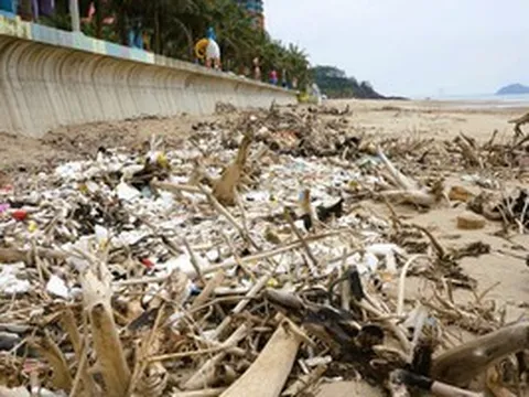 Bãi biển nổi tiếng ở Thanh Hóa ngập cành cây, trông như bãi chông