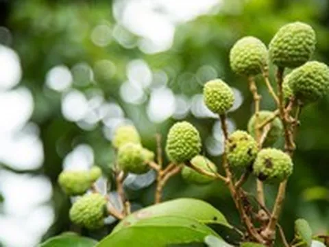 Tin buồn với loại quả “phi tử tiếu” được hàng triệu người VN và TQ say mê, có loại giá gần 600.000 đồng/kg