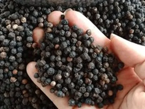 Hồ tiêu Việt Nam củng cố vị thế dẫn đầu thế giới