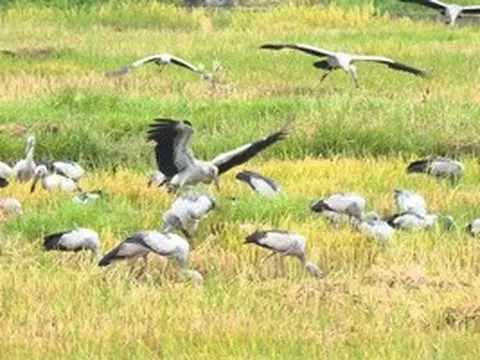 Hàng trăm cò nhạn quý hiếm bất ngờ phủ kín cánh đồng ở Quảng Trị