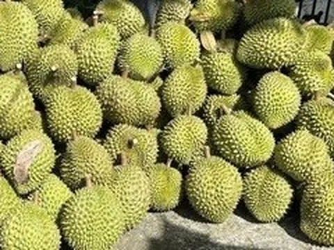 Xuất khẩu sầu riêng ùn tắc: Xử nghiêm cơ sở kiểm nghiệm gây khó khăn, chậm trễ