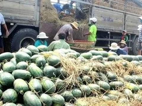 Thương lái tới tận ruộng mua dưa hấu, nông dân Đà Nẵng quẳng nỗi lo 'giải cứu'