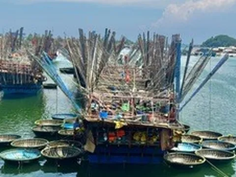 Ngư dân Quảng Ngãi 'thắng lớn' nhờ mực xà chạm giá kỷ lục