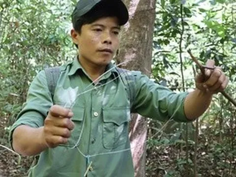 CLIP: Xem kiểm lâm Vườn Quốc gia Chư Mom Ray tháo gỡ bẫy thú