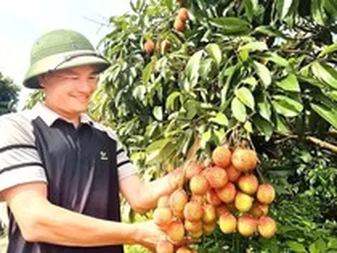 Vải Bắc Ninh mất mùa, 1 vườn vải u trứng vẫn bán giá kỷ lục