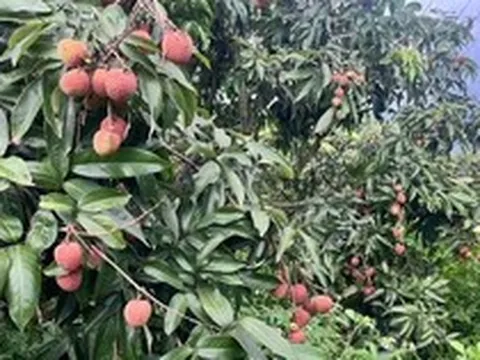 Sau Trung Quốc, Ấn Độ cũng trồng loại cây Việt Nam đang vào mùa: Được mệnh danh ‘vàng đỏ’ trên cây, năng suất 100 kg quả/ha