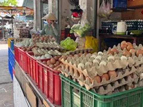 Lao đao vì giá trứng giảm sâu