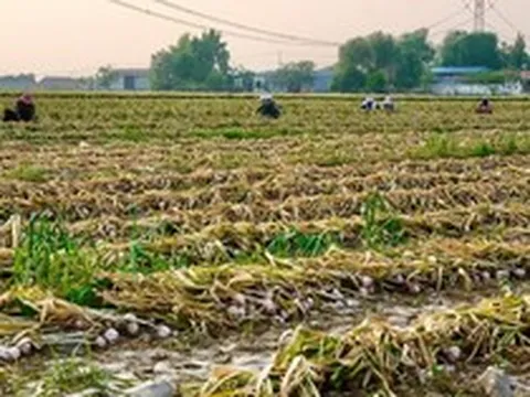 Không phải vải hay sầu riêng, Trung Quốc lo mất mùa một loại nông sản Việt Nam đang trồng rất nhiều: Diện tích trồng hơn 800.000 ha, đang xuất khẩu đứng đầu thế giới