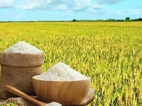 Giá lúa gạo hôm nay 29/5/2026: Trong nước ổn định, neo ở mức cao