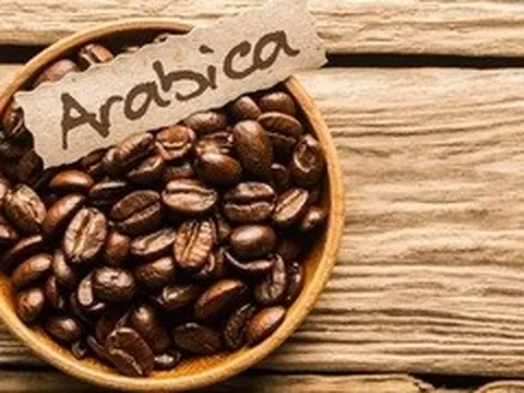 Giá cà phê hôm nay 6/6/2026: Arabica chạm 'đáy' 18 tháng