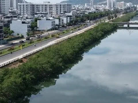 Khánh Hòa: Chi 572 triệu đồng để chặt hàng cây xanh rì dọc sông Quán Trường?