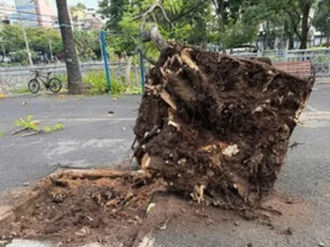 Cây phượng bật gốc ngã trong công viên ở trung tâm TPHCM
