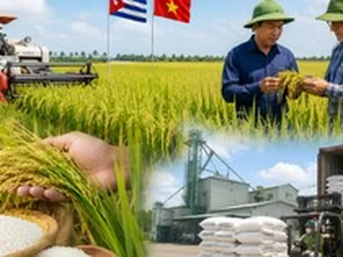 Việt Nam mang "bí quyết trồng lúa" sang Cuba, kết quả sau vài tháng gây chú ý