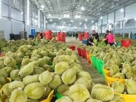 Đề xuất tháo gỡ thủ tục mã số vùng trồng, DN sầu riêng như ‘trút gánh nặng’