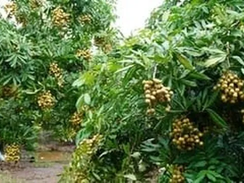 Tri thức trồng và chế biến nhãn lồng Hưng Yên trở thành di sản văn hóa phi vật thể quốc gia