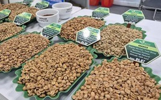 Giá cà phê hôm nay 26-3: Xuất hiện loại cà phê hơn 8 triệu đồng/kg
