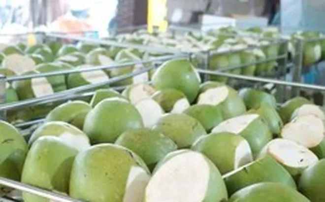 Dừa tươi tăng giá gấp 3 lần