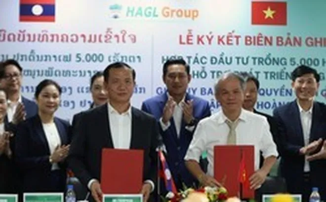 Chính quyền tỉnh Champasak và Bầu Đức ký thỏa thuận phát triển 5.000 ha cà phê, nhắm mục tiêu vùng trồng lớn nhất thế giới
