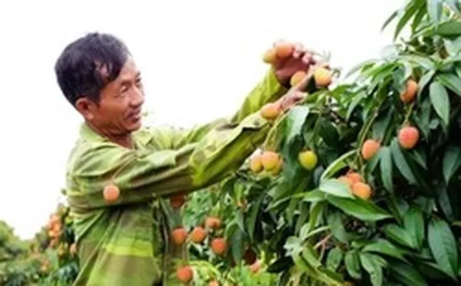Khóc, cười mùa vải thiều Bắc Ninh