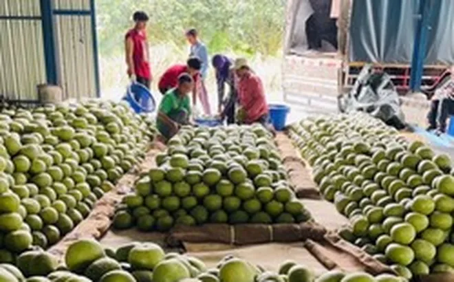 Sau sầu riêng, Thái Lan quyết tâm làm giàu với loại quả Việt Nam đang trồng rất nhiều: Được mùa được giá, Trung Quốc cực ưa chuộng
