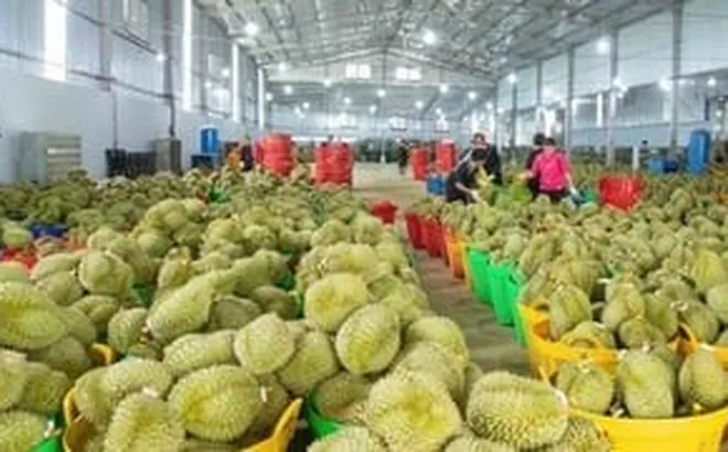 Đề xuất tháo gỡ thủ tục mã số vùng trồng, DN sầu riêng như ‘trút gánh nặng’